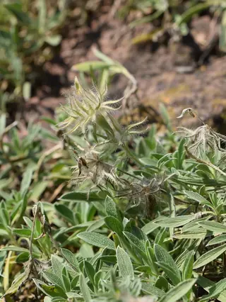Pink Cotton Lamb's Ear (Stachys lavandulifolia) — foliage