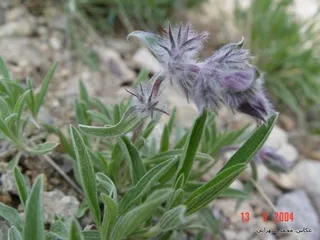 Pink Cotton Lamb's Ear (Stachys lavandulifolia) — bloom