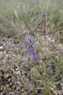 Pink Cotton Lamb's Ear (Stachys lavandulifolia) — habit