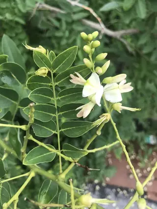 Pagodatree — Japanese Pagodatree, Millstone™