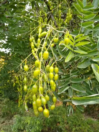 Pagodatree — Japanese Pagodatree, Millstone™ (Styphnolobium japonicum) — mature form