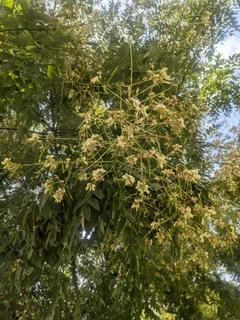 Pagodatree — Japanese Pagodatree, Millstone™ (Styphnolobium japonicum) — foliage