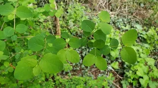 Common snowberry (Symphoricarpos albus) — mature form