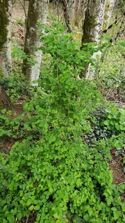 Common snowberry (Symphoricarpos albus) — foliage
