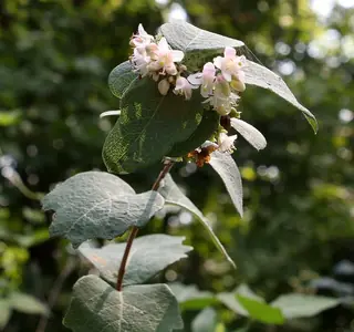 Western snowberry