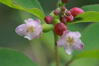 Western snowberry (Symphoricarpos occidentalis) — mature form