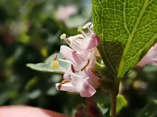 Western snowberry (Symphoricarpos occidentalis) — foliage