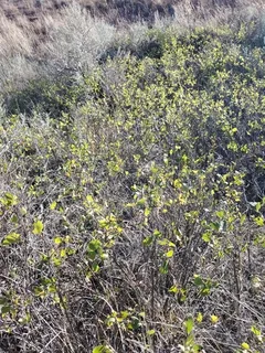 Western snowberry (Symphoricarpos occidentalis) — bloom