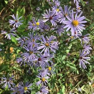 Smooth Aster