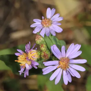 Smooth Aster (Symphyotrichum laeve) — mature form