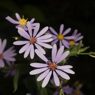 Smooth Aster (Symphyotrichum laeve) — foliage