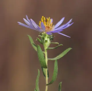Aromatic aster