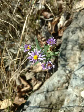 Aromatic aster