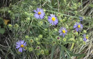 Aromatic aster (Symphyotrichum oblongifolium), fall color