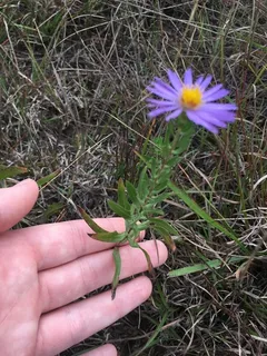 Aromatic aster (Symphyotrichum oblongifolium) — mature form