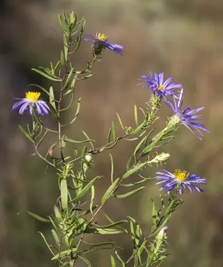 Aromatic aster (Symphyotrichum oblongifolium), foliage