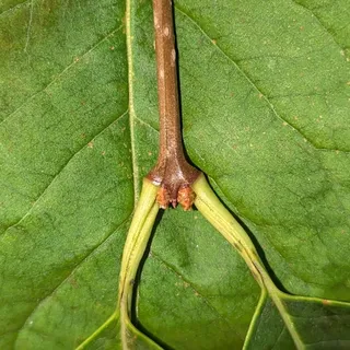 Lilac — Japanese – 'Ivory Silk' (Syringa reticulata) — mature form