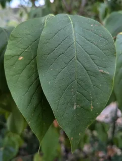 Lilac — Japanese – 'Ivory Silk' (Syringa reticulata) — foliage