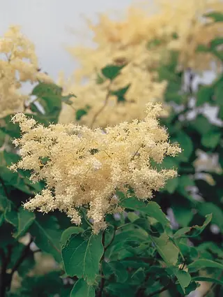 Japanese: Ivory Silk Lilac (Syringa reticulata), habit