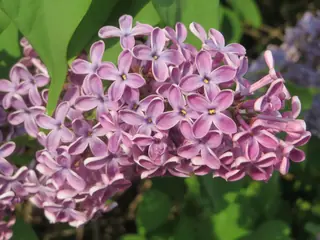Common lilac