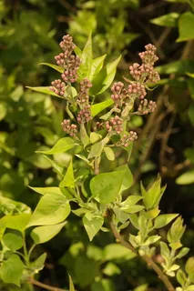 Common lilac (Syringa vulgaris) — mature form