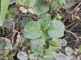Common lilac (Syringa vulgaris) — foliage