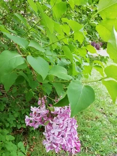Common lilac (Syringa vulgaris) — bloom
