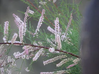 Saltcedar / tamarisk