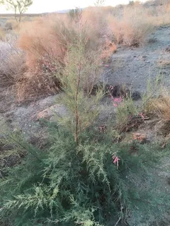 Saltcedar / tamarisk (Tamarix ramosissima) — mature form