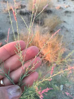 Saltcedar / tamarisk (Tamarix ramosissima) — foliage
