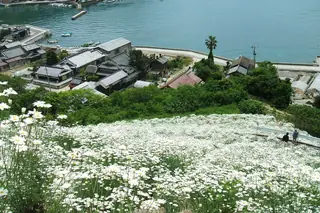 Dalmatian Daisy (Tanacetum cinerariifolium) — mature form