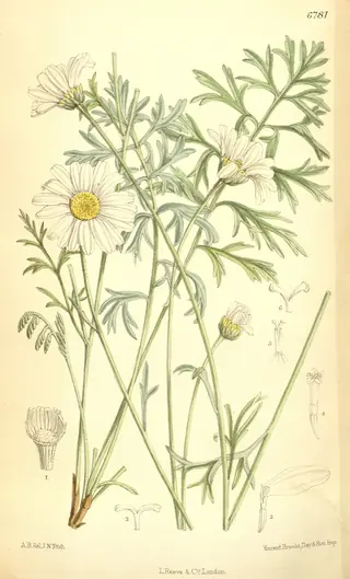 Dalmatian Daisy (Tanacetum cinerariifolium) — foliage