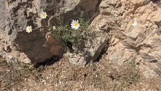 Dalmatian Daisy (Tanacetum cinerariifolium) — bloom