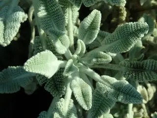 Partridge feather (Tanacetum densum amani) — mature form