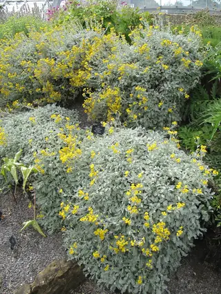 Partridge feather (Tanacetum densum amani), mature form