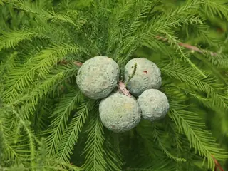 Baldcypress — Baldcypress – SHAWNEE BRAVE™