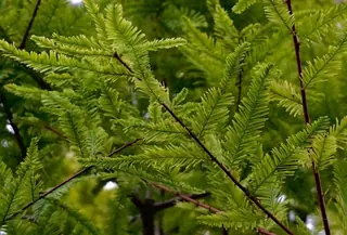 Baldcypress — Baldcypress – SHAWNEE BRAVE™ (Taxodium distichum 'Mickelson') — mature form