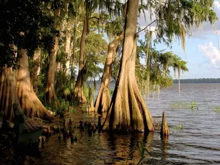 Baldcypress — Baldcypress – SHAWNEE BRAVE™ (Taxodium distichum 'Mickelson') — foliage