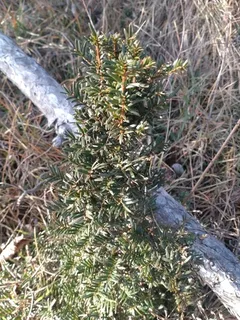 Anglojap yew (Taxus x media)
