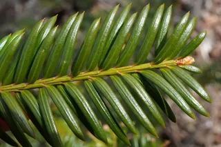 Anglojap yew (Taxus x media), mature form