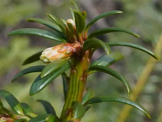 Anglojap yew (Taxus x media), foliage