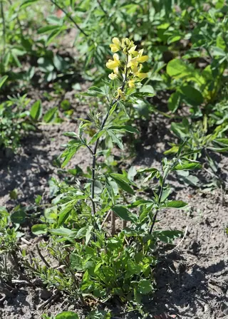 Golden Candles (Thermopsis lanceolata) — mature form