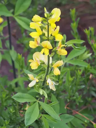 Golden Candles (Thermopsis lanceolata) — foliage