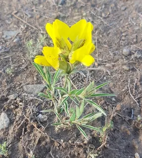 Golden Candles (Thermopsis lanceolata) — bloom