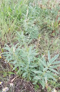 Golden Candles (Thermopsis lanceolata) — fall color