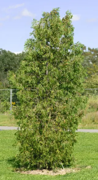 Eastern Arborvitae: Emerald, Techny, Degroots Spire, North Pole (Thuja occidentalis), foliage
