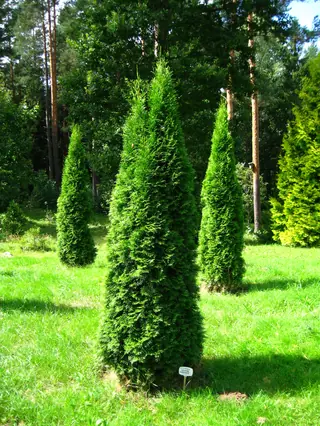 Eastern Arborvitae: Emerald, Techny, Degroots Spire, North Pole (Thuja occidentalis), mature form