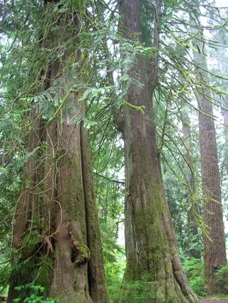 Green Giant