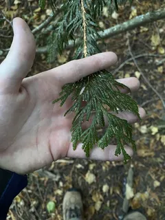 Green Giant (Thuja standishii x Thuja plicata) — foliage