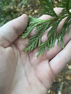 Green Giant (Thuja standishii x Thuja plicata) — bloom